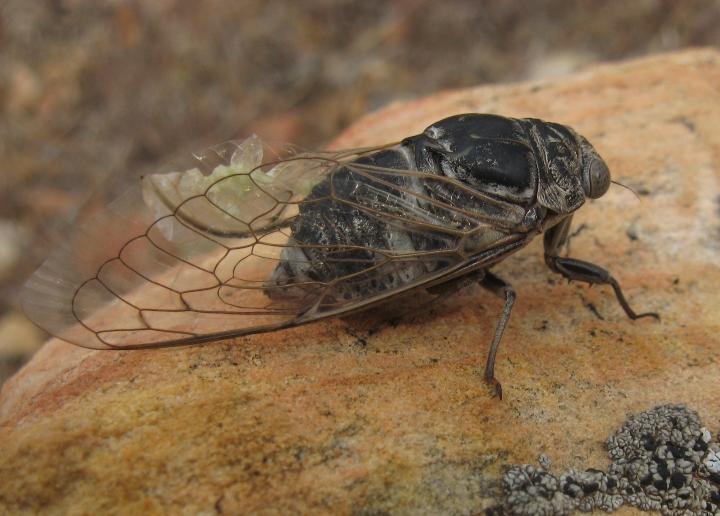 Cicada